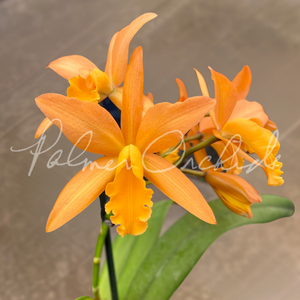 Ctt. Candy Corn — Palmer Orchids